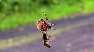 Spider and Wasp Spin Around While Hanging by a Thread