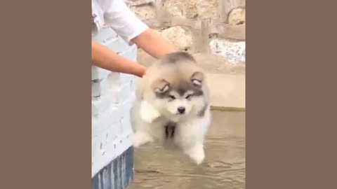 Dog swimming