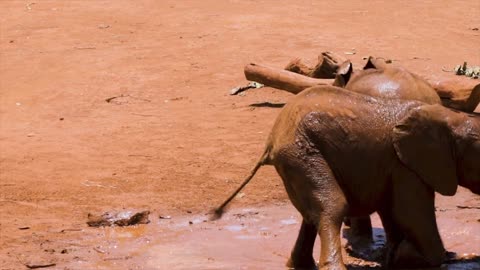 Elephants playing and fun