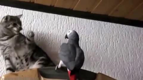 parrot vs cat | funny parrots | awsome cats