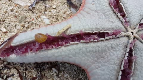What is this? Starfish Tube Feet Exposed: Amazing Sea Creature