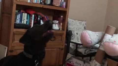 Charcoal Labrador Loves Playing Beach Ball