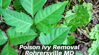 Poison Ivy Rohrersville MD Landscaping Contractor