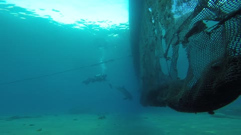 Dolphin swimming with divers in the Red Sea, Eilat Israel 4