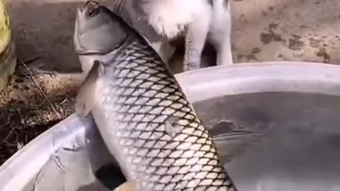 Cute Cat Eat Fish