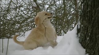 Nine Puppies Get A Chance To Play In The Snow For The 1st Time, Here’s What Happened