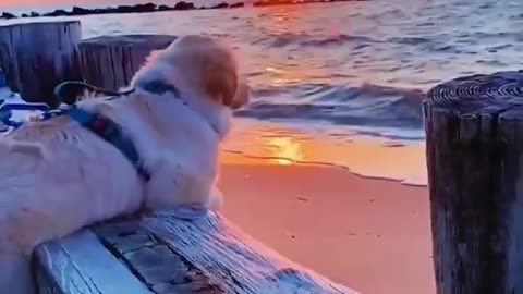 Aww .Cute pup appreciating the waves..