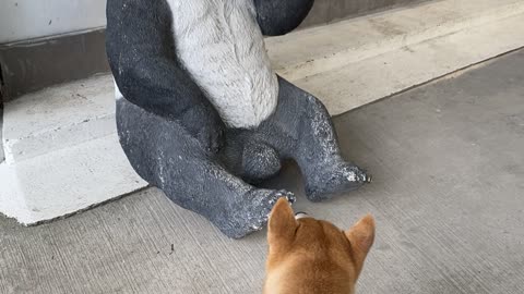 Barking Shiba Creates 'Panda'monium