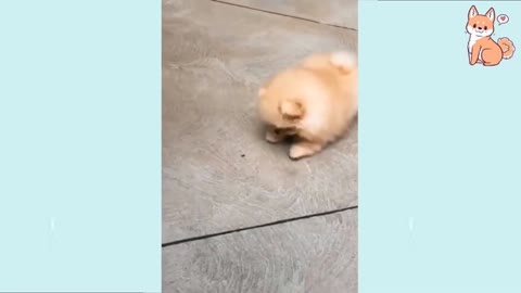 Baby Dog- Baby and Fluffy dog Video #26 | Baby Animals