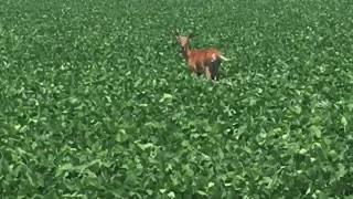 Cute young deer having lunch.