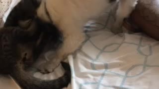 Dogs and cat at play #2