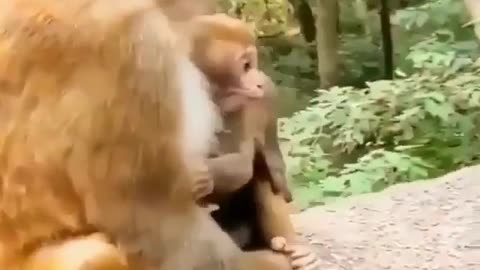 Tiny baby monkey is giving kisses and hugs to his mother