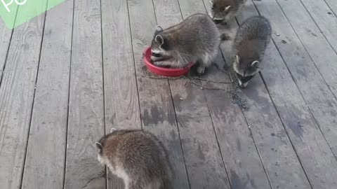 TRASH PANDA FAMILY, ENJOYING A FAMILY DINNER...