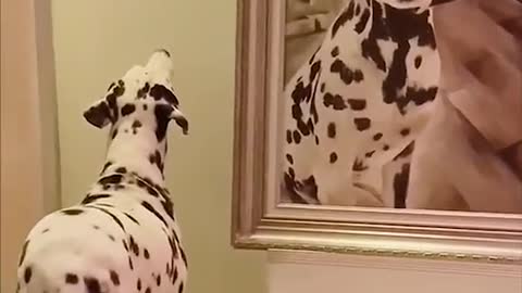 Funny Great Dane shows off his Halloween octopus costume