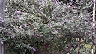 butterfly bush