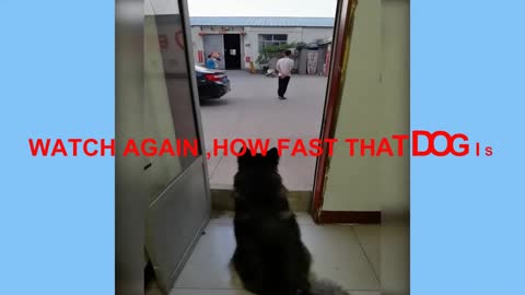 THE DOG OWNER TRIED TO TRICK HIS DOG BUT DOG IS SMARTER THAN MAN