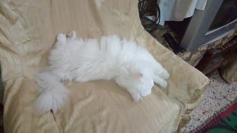 White Cat Sleeping Like An Angel
