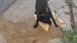 My dog stole a sandbag