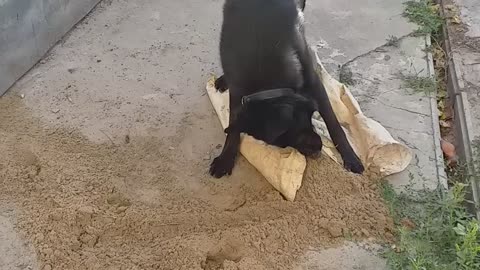 My dog stole a sandbag