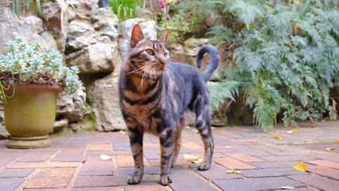 A lovely cat is checking the area.