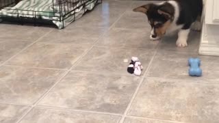 Corgi puppy shows ice cube who's boss