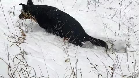 Snow Day after surviving the 2019 Polar Vortex!