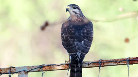 Grey Hawk Bird Sound, Bird Song, Bird Call, Bird Calling Chirps, Lissen Birds Chirping Melody Songs