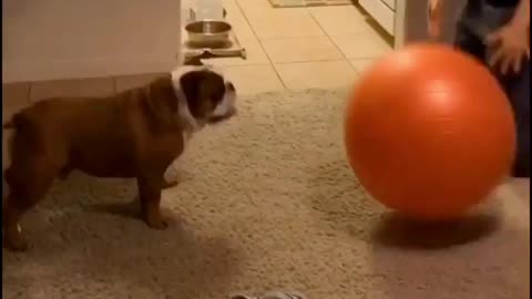 Bulldog perfectly plays catch with giant ball