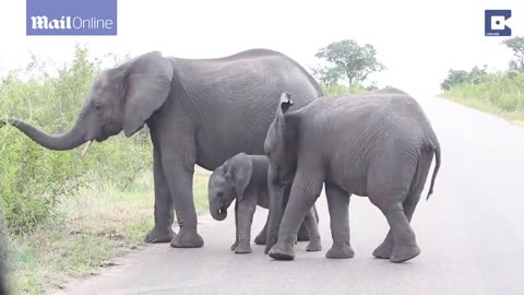 Adorable VIDEO shows the baby elephant twirling his trunk in front of him