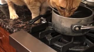 Cat Eats Soup on the Stove