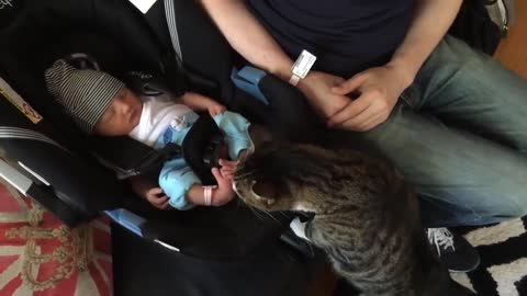 Hilarious Cat Reactions When Meeting Babies for the First Time
