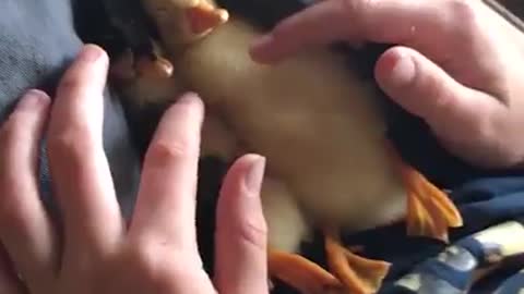 Baby Ducks talks like a duck 🦆