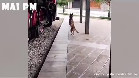 Look at how this dog imitating human when walking with two hind legs. That should be appreciated .