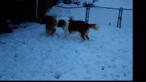 Golden Retriever & St Bernard Playing in the snow.