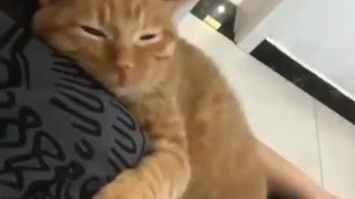 Intelligent cat relaxing
