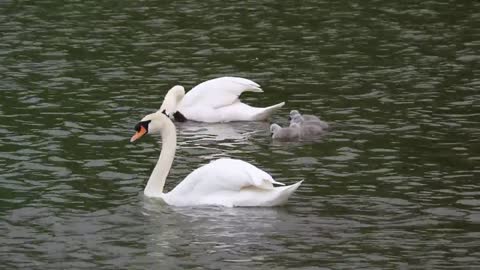 The Swan Couple Dating