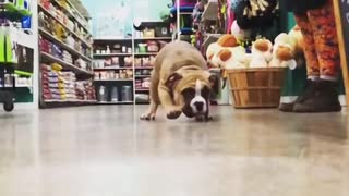 Slowmo brown white bulldog runs camera