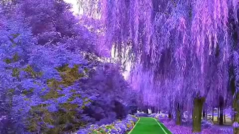 The beautiful road, unique purple road