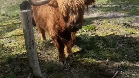 Meeting a bull
