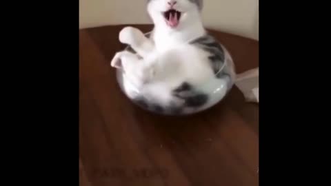 Funny Animal Videos , CAt videos