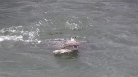 Duck hit the seal in the water
