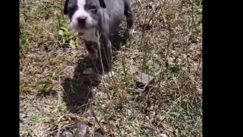 Little pitbull puppies running around