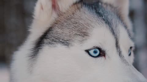 Siberian Husky eyes