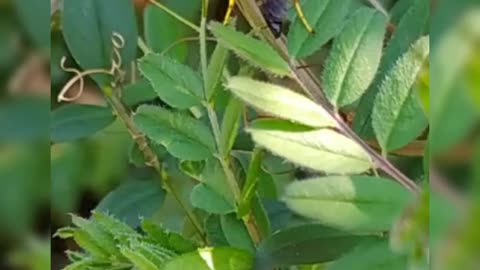 Black and yellow ichneumon wasp