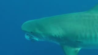 Pregnant Tiger shark chomps pufferfish off Pearl Harbor, Hawaii...