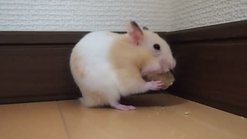 Funny Hamsters Videos Compilation