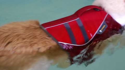 Puppy swimming in a pool