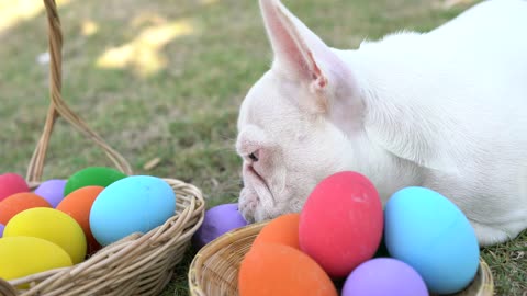 bulldog eating easter egg this is cute