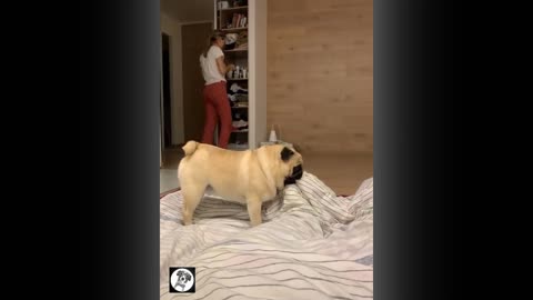 Pug Funny Moments - Cute Dog | Pets Funny