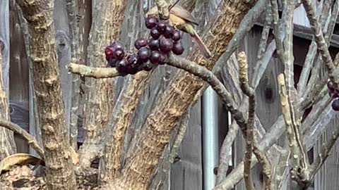 # Back Yard Birds Hawai’i happy birds